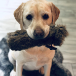 Benutzerprofilbild